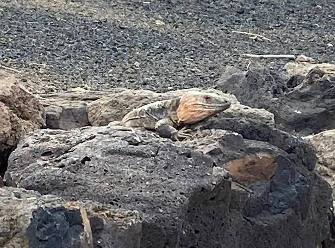 Numancia1- 1a * 大加那利岛拉斯帕尔马斯